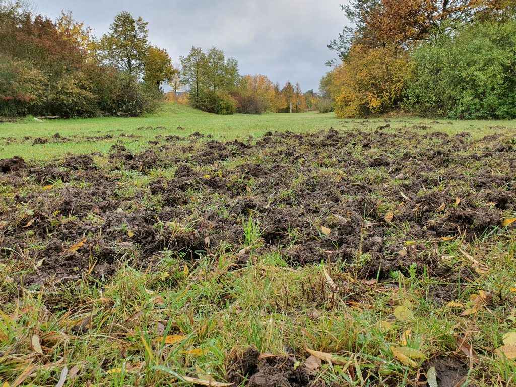 großflächige Wühlschäden durch Schwarzwild